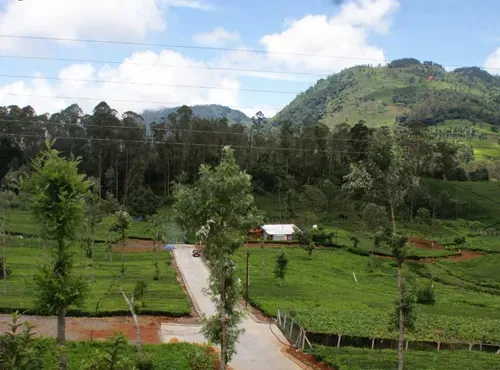 Field