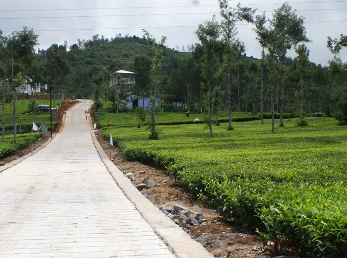 Field